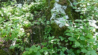 Exkurzia_Driencany_16.jpg